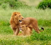 pic for pair of lion 